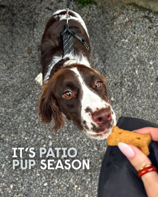 This weekend officially kicks off patio season at Bell Tower, which also means the return of all the patio pups! Warmer weather, longer days, and plenty of dogs stopping by makes this one of the best times of the year around here.

The patio is dog-friendly, so four-legged friends are always welcome to join. It’s the perfect time to enjoy the weather, grab a drink, and spend some time outside with good company (dogs included).

Sunday hours are now extended back to 9 PM, giving even more time to hang out and enjoy the patio into the evening. We can’t wait to see all of the pups who will come by this year!

#PatioPups #DogFriendly #BellTowerBrewingCo #PatioSeason #DrinkLocal