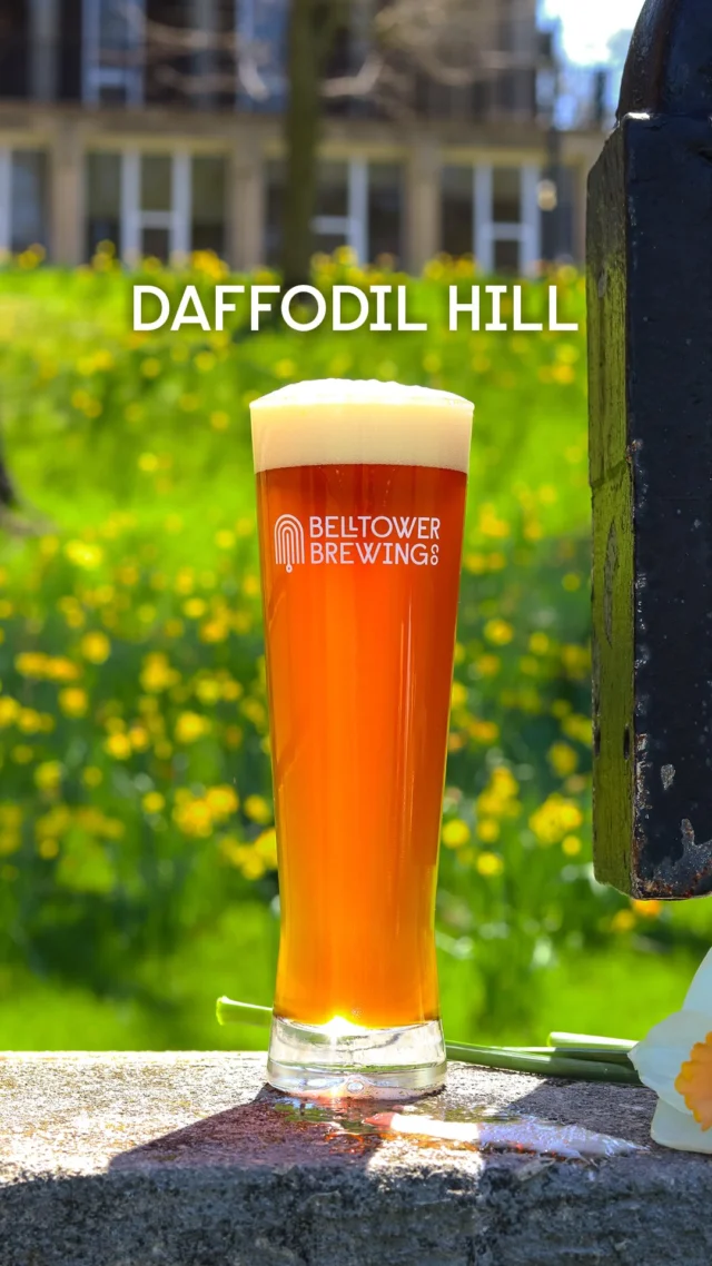 A meaningful release rooted in Kent history. Daffodil Hill Maibock reflects on a moment that helped define the community and its legacy. This beer serves as a tribute to remembrance, place, and shared history.

Brewed in collaboration with our neighbors at North Water Brewing Co., we brewed a German-style Maibock to honor the gravity of events of May 4th, 1970. Named after the living tribute planted next to the Commons behind Taylor Hall on Kent State’s campus, “Daffodil Hill” is an amber colored, strong, malt- forward lager that balances richness with drinkability.

Now available on tap here at Bell Tower and North Water Brewing Co., with pours also coming soon to Kent Craft Beer Fest.

#KentOhio #CraftBeerCommunity #Maibock #BellTowerBrewingCo #DrinkLocal
